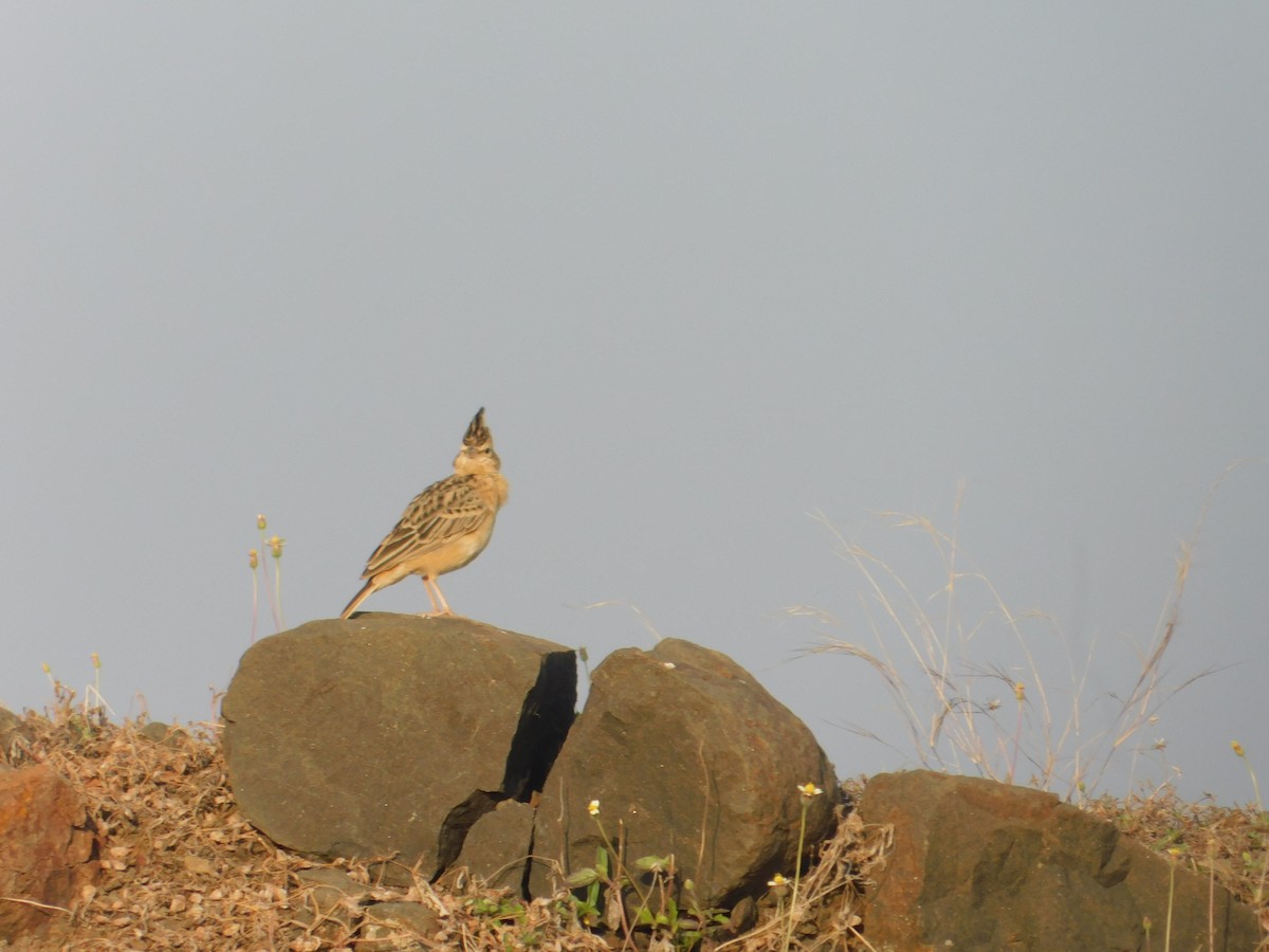 Tawny Lark - ML646174859