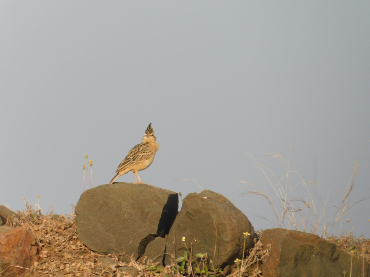 Tawny Lark - ML646174861