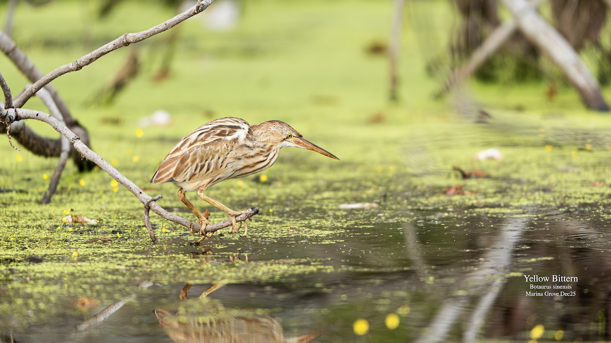 Yellow Bittern - ML646174864
