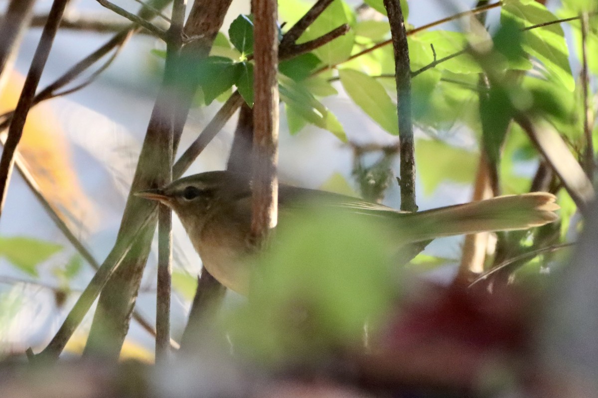 Japanese Bush Warbler - ML646174867