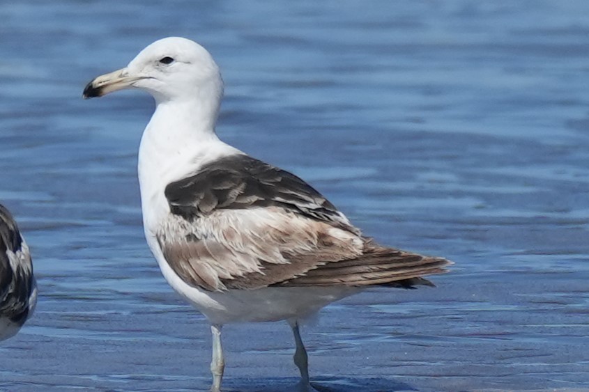 アルゼンチンカモメ - ML646174875