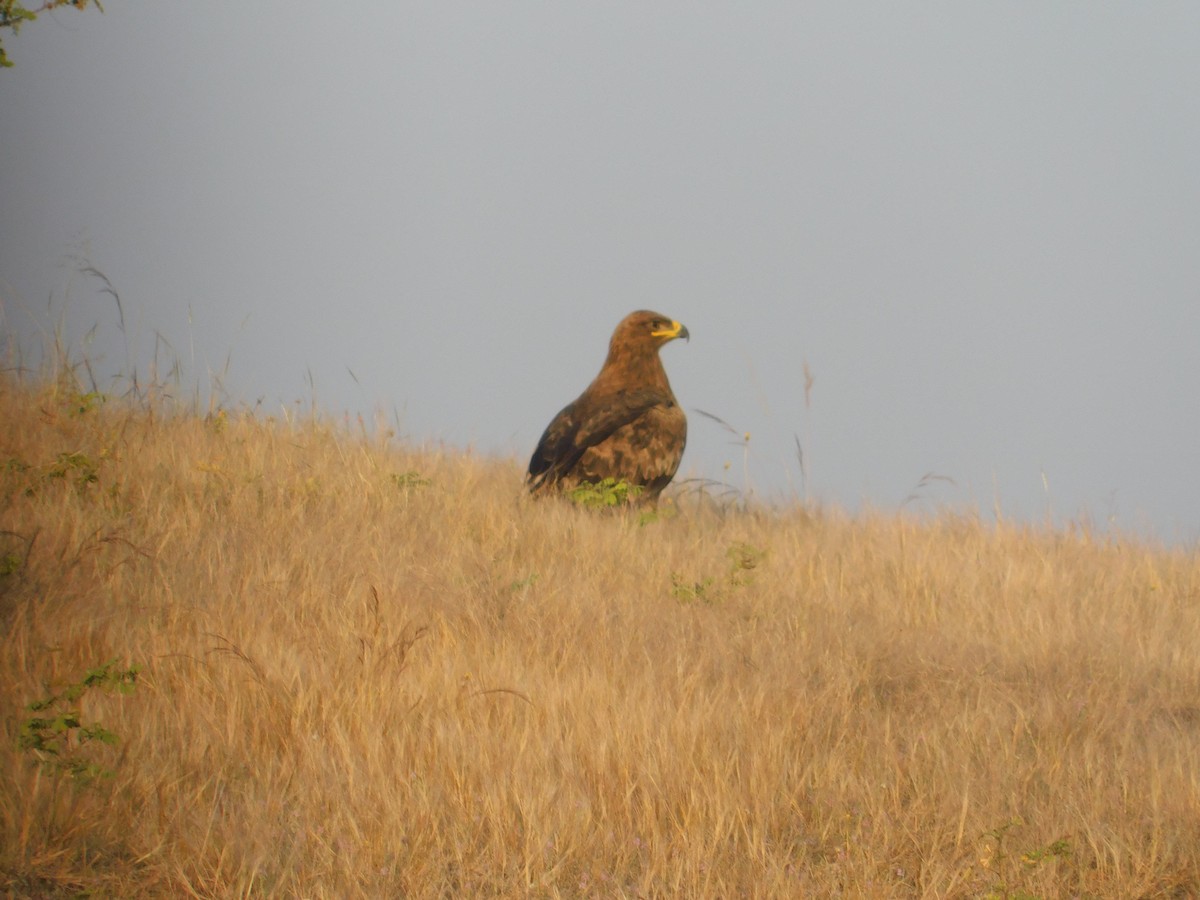 Aquila delle steppe - ML646174881