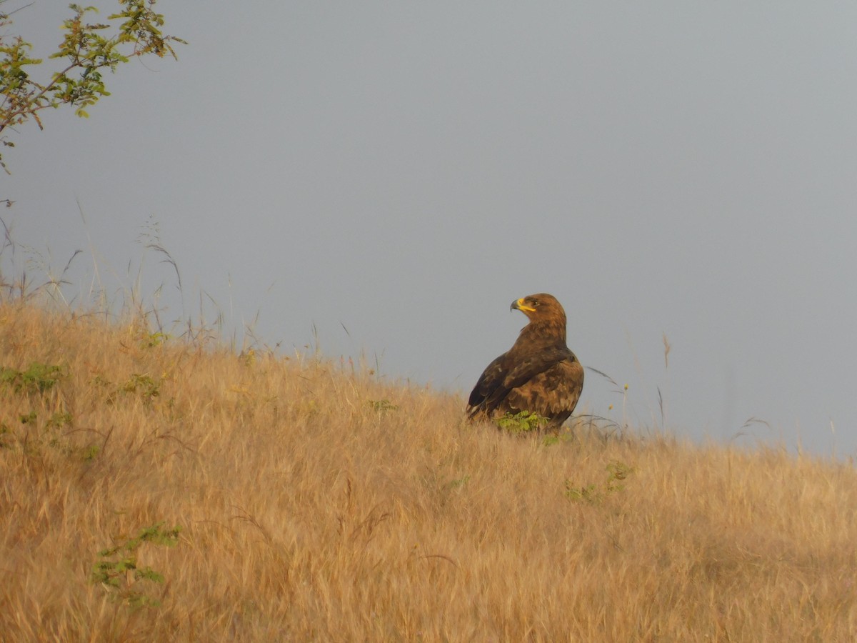 Aquila delle steppe - ML646174882