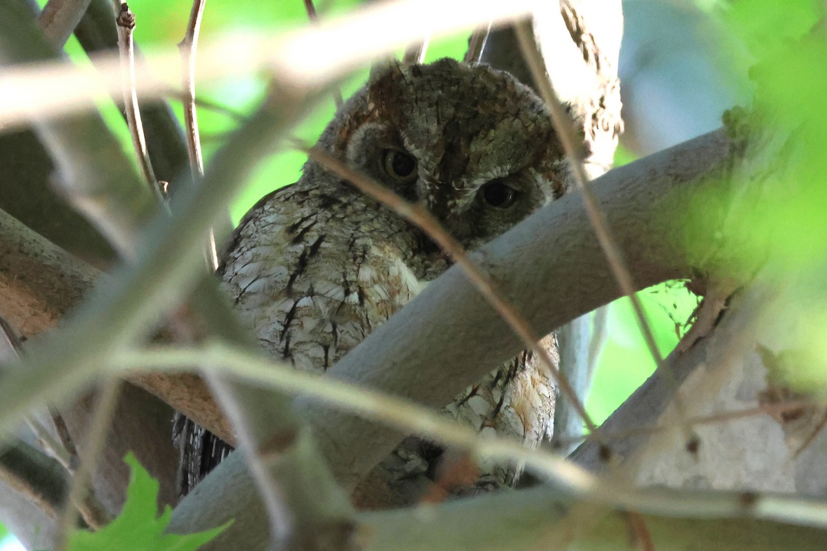 Eurasian Scops-Owl - ML646174897