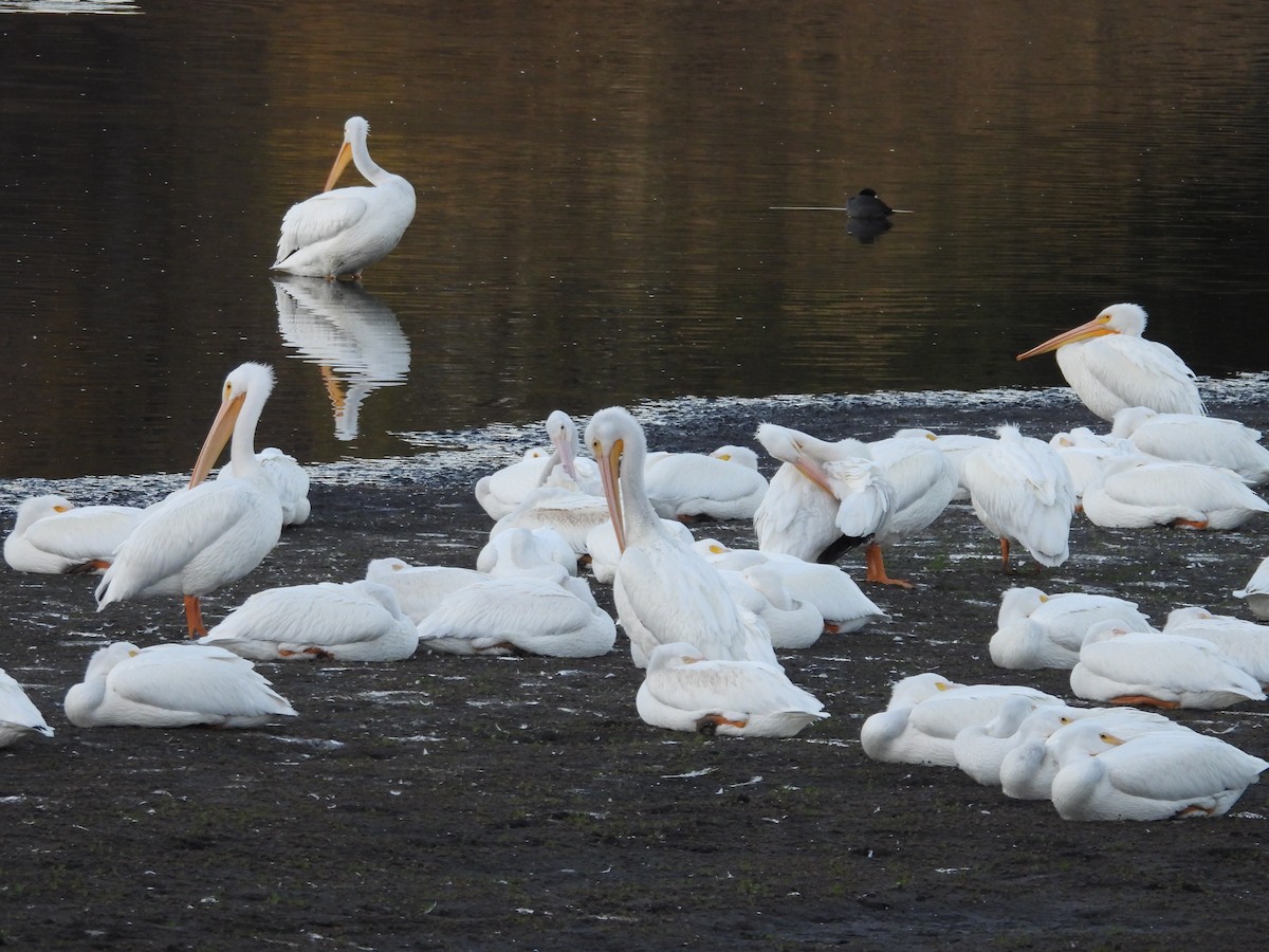American White Pelican - ML646174898