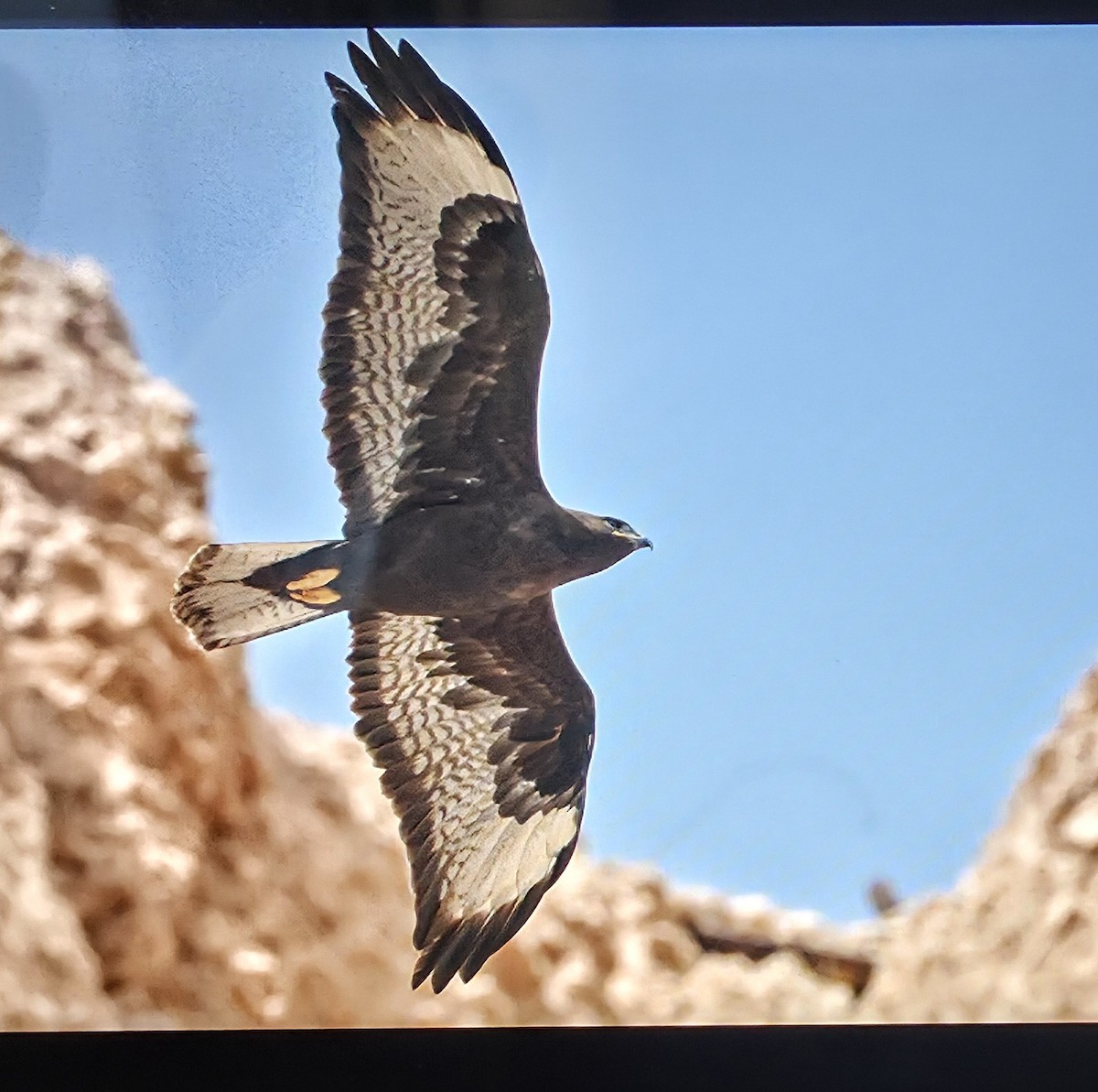 ørnvåk - ML646174904