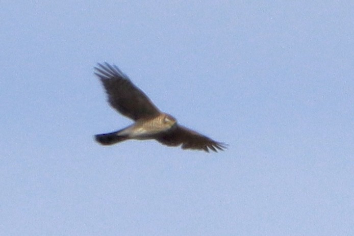 Eurasian Sparrowhawk - ML646174912
