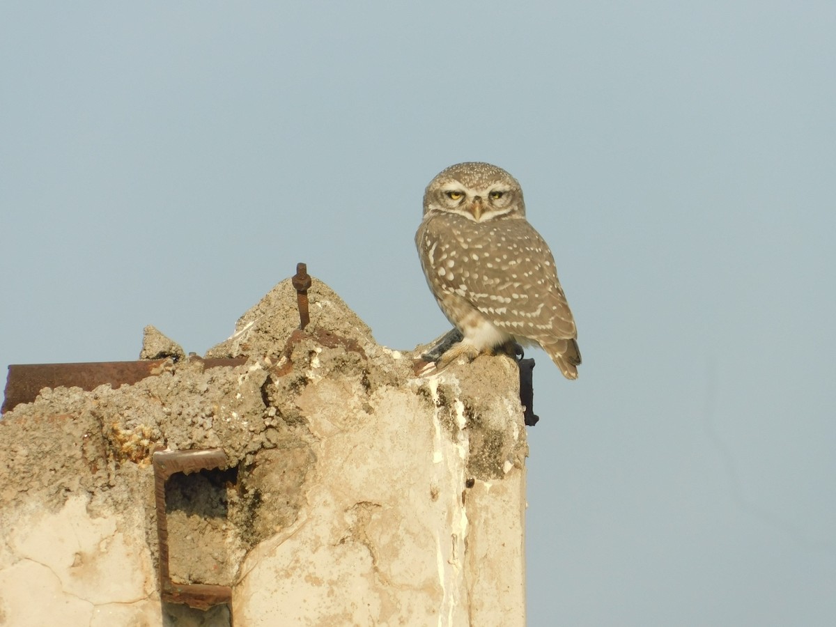 Spotted Owlet - ML646174915