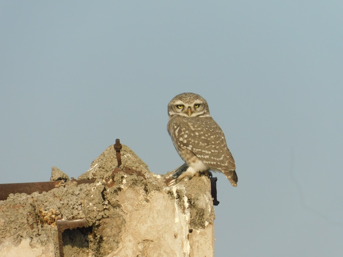 Spotted Owlet - ML646174916