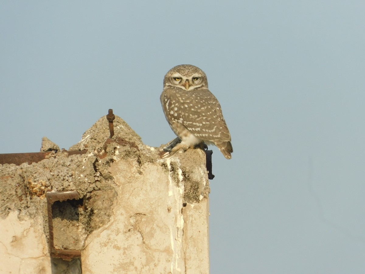 Spotted Owlet - ML646174917