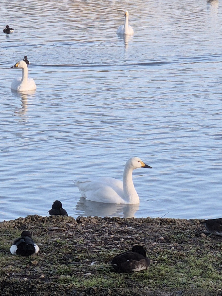 Tundra Swan - ML646174928
