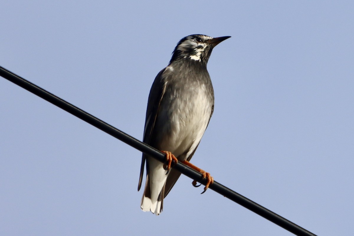 灰椋鳥 - ML646174929