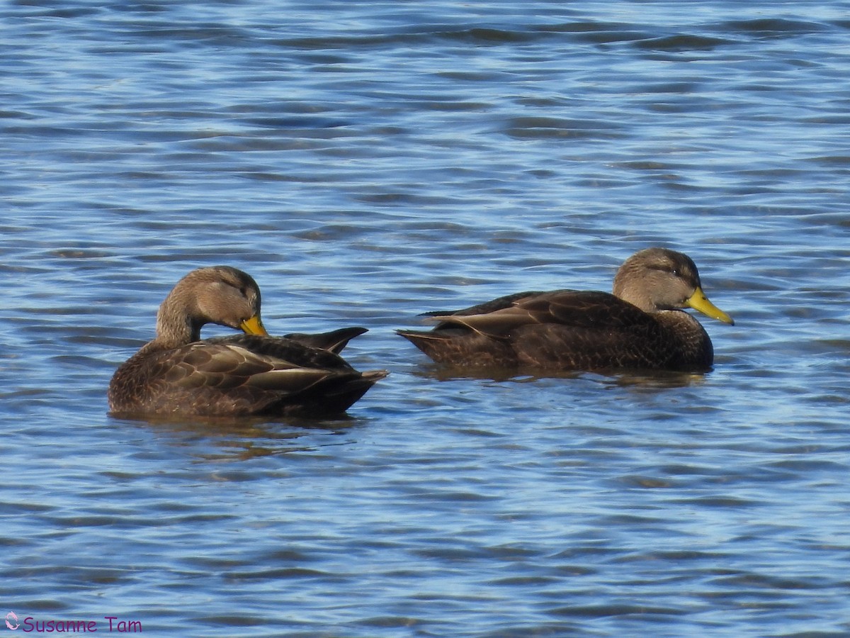 American Black Duck - ML646174930