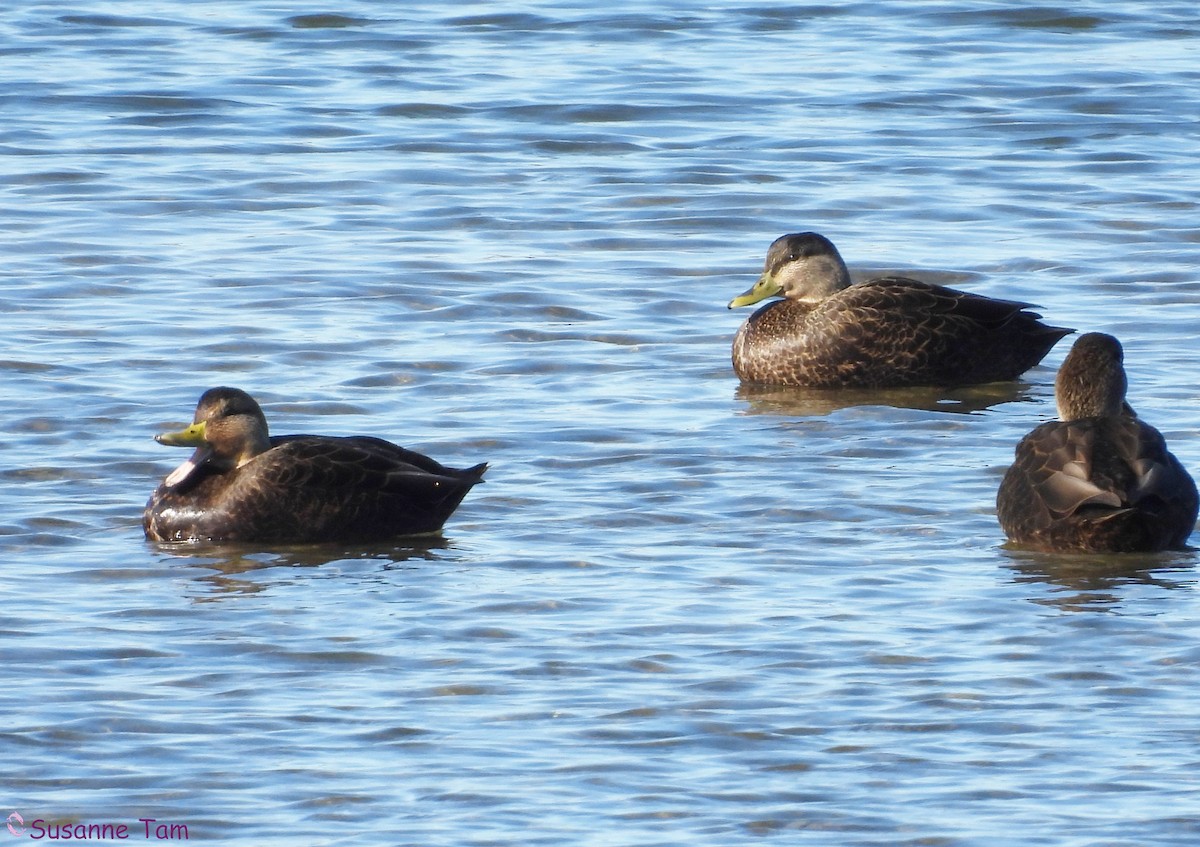 American Black Duck - ML646174931
