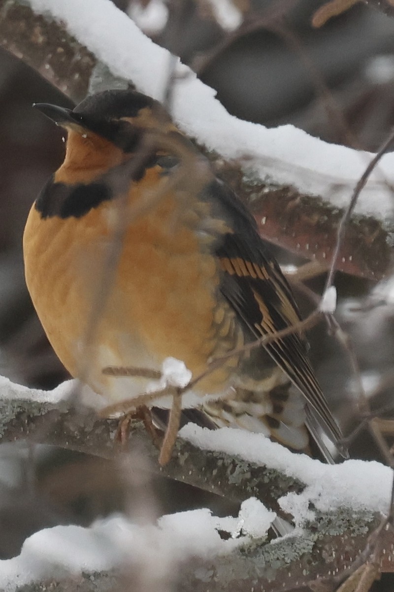 Varied Thrush - ML646174933