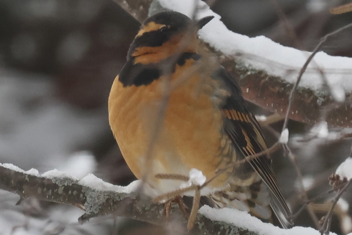 Varied Thrush - ML646174934