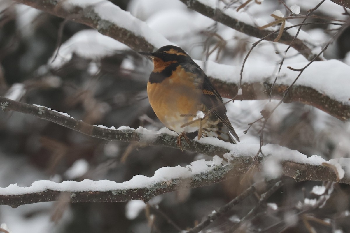 Varied Thrush - ML646174935