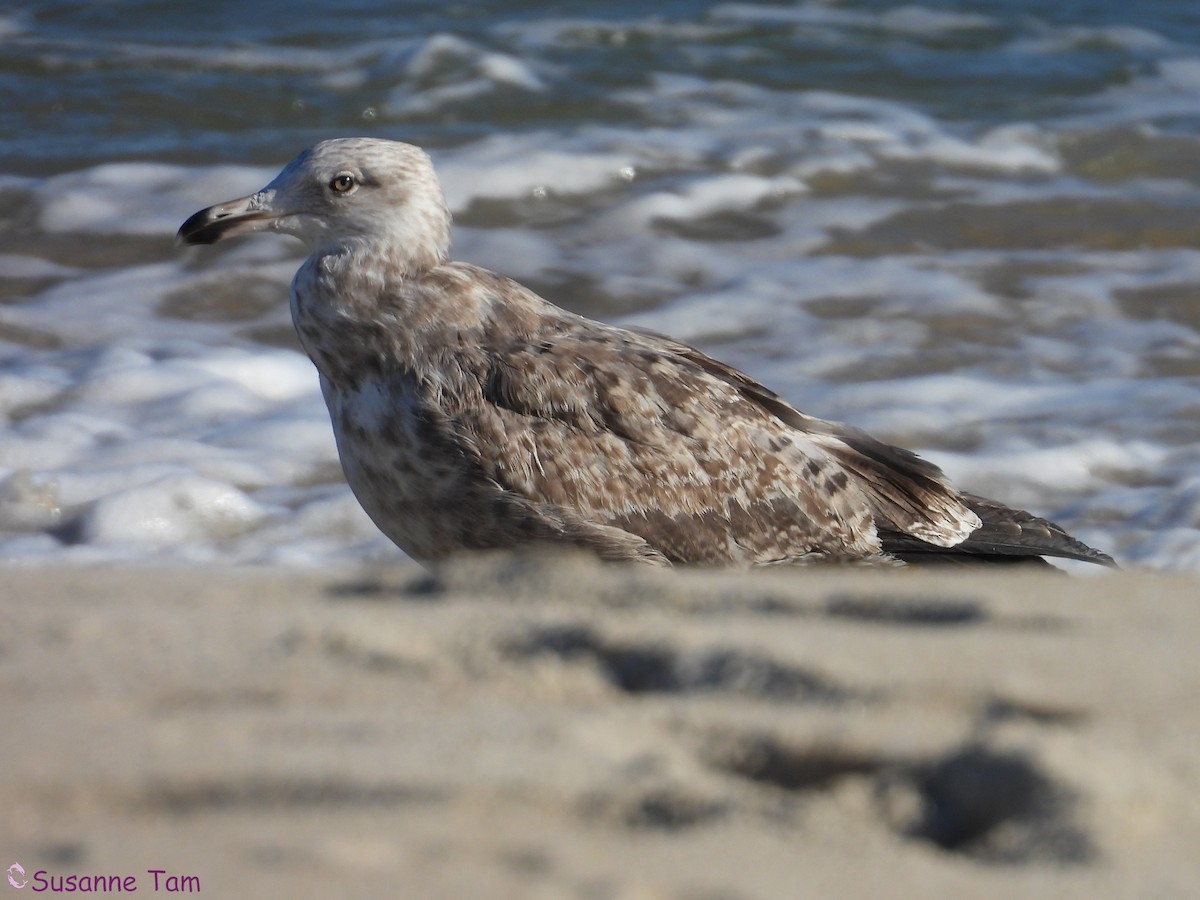 American Herring Gull - ML646174937