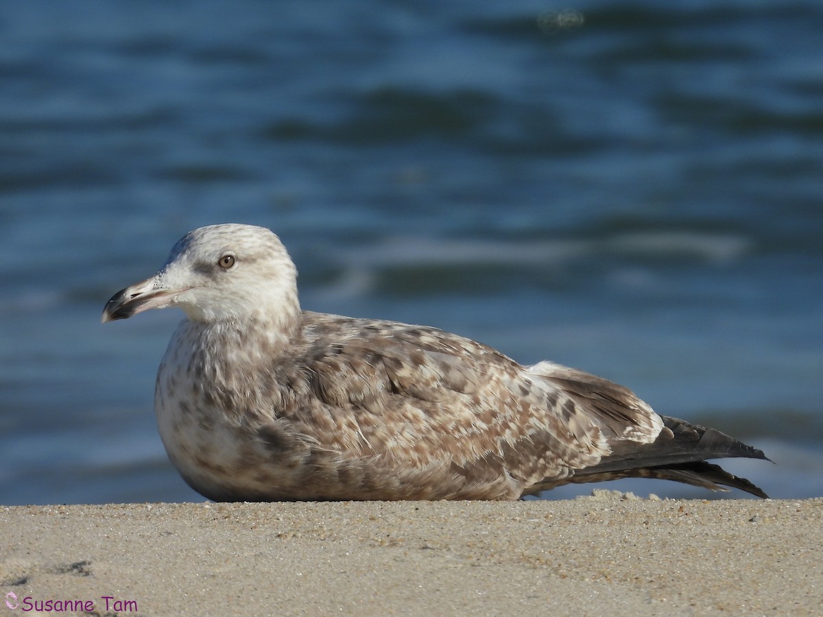 American Herring Gull - ML646174938