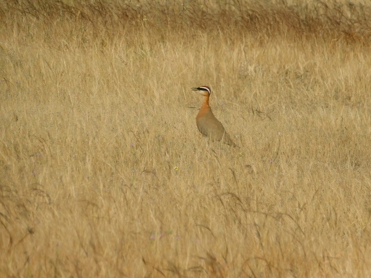 Indian Courser - ML646174940