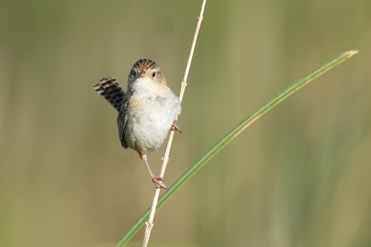 Pampazaunkönig - ML646174946