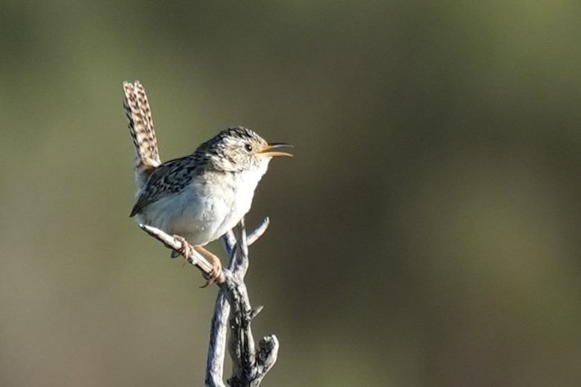 Pampazaunkönig - ML646174947