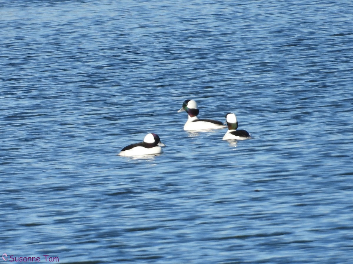 Bufflehead - ML646174950