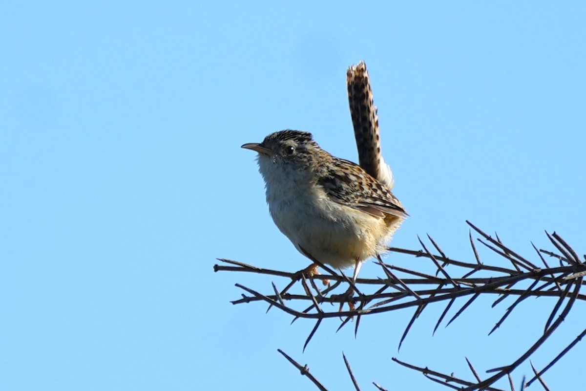 Pampazaunkönig - ML646174951