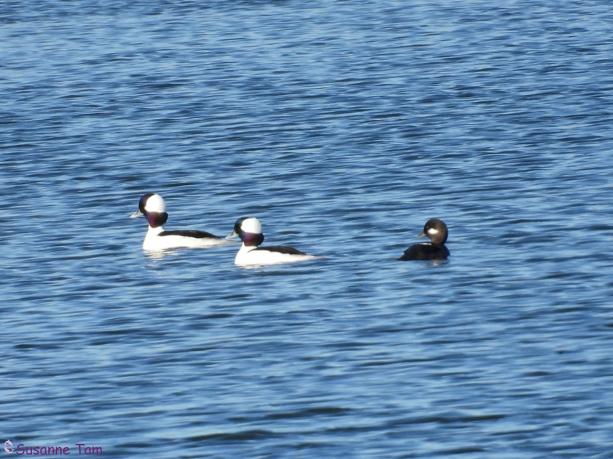 Bufflehead - ML646174952