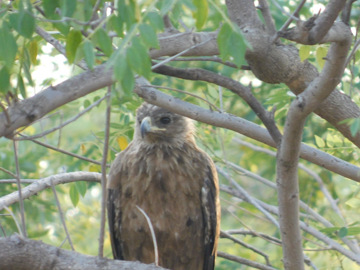 Aquila anatraia maggiore - ML646174954