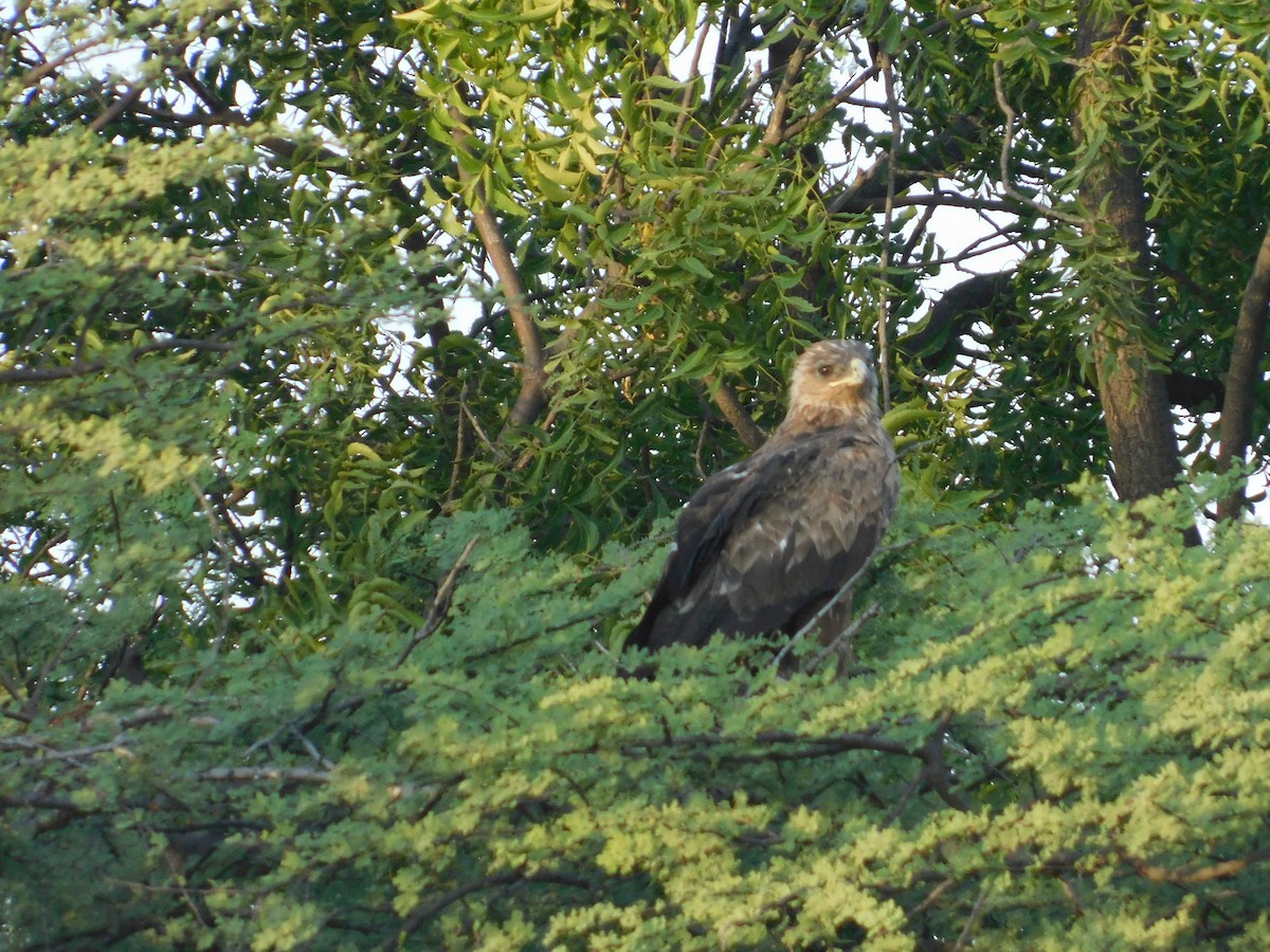 Aquila anatraia maggiore - ML646174955