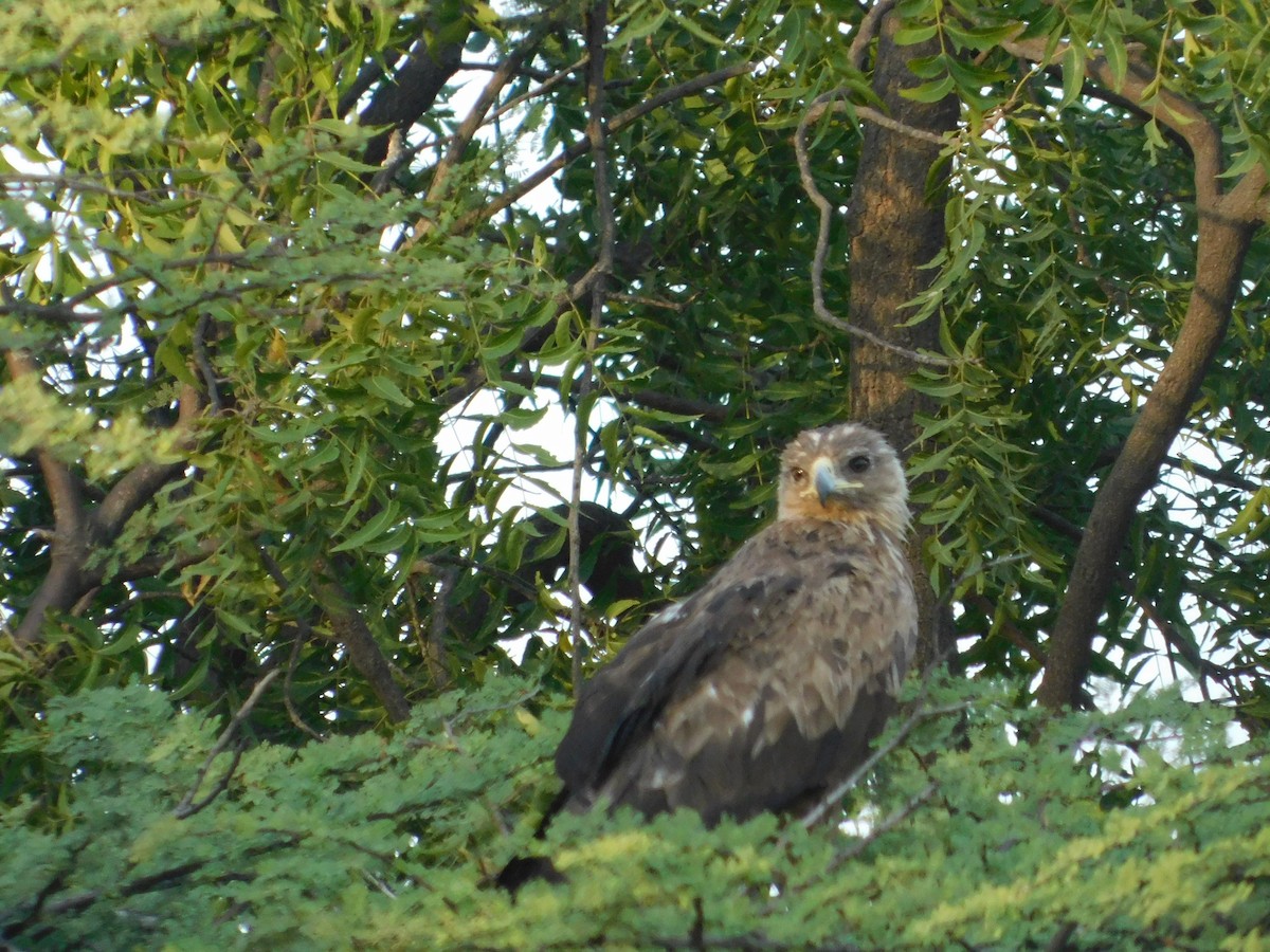 Aquila anatraia maggiore - ML646174957