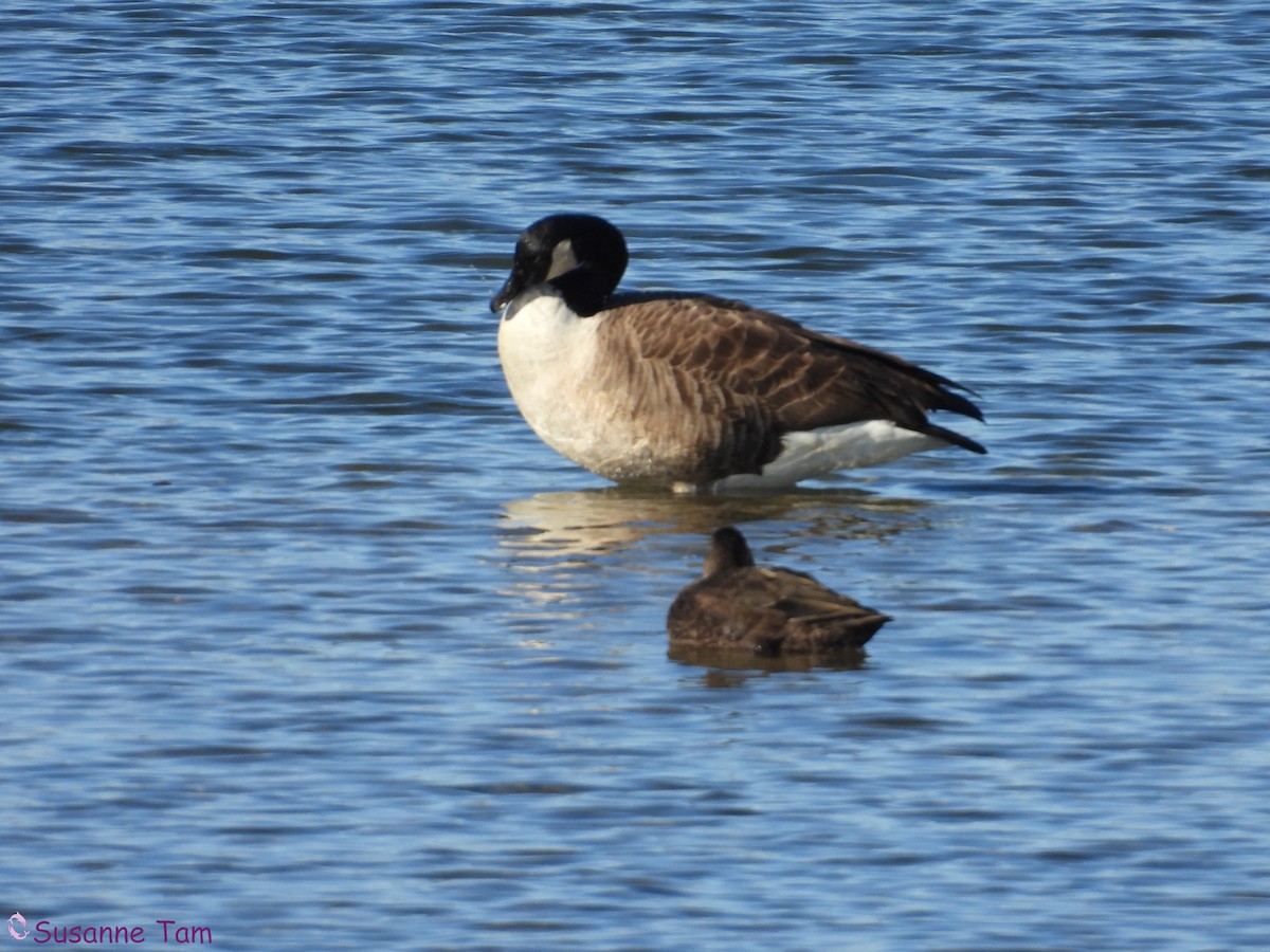 Branta kanadar handia - ML646174958