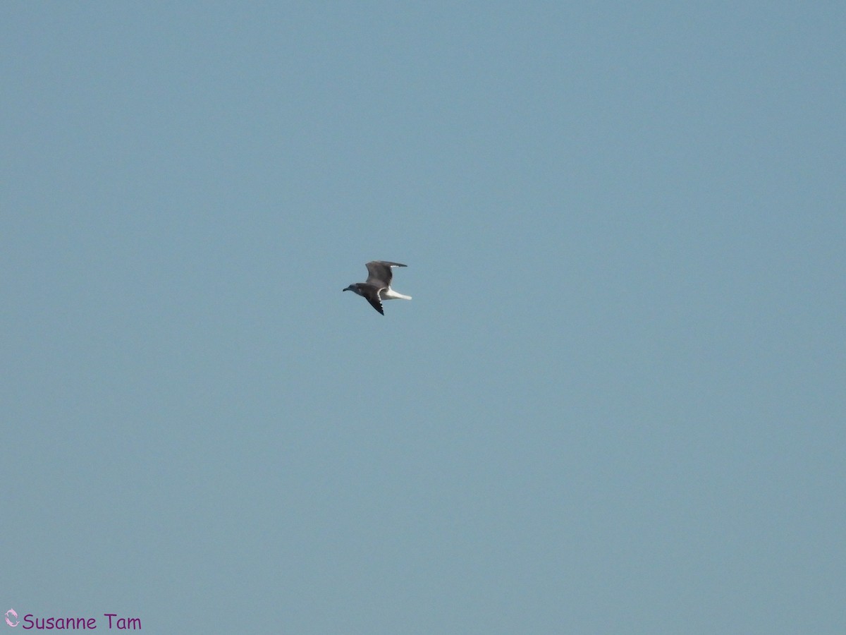 Great Black-backed Gull - ML646174981
