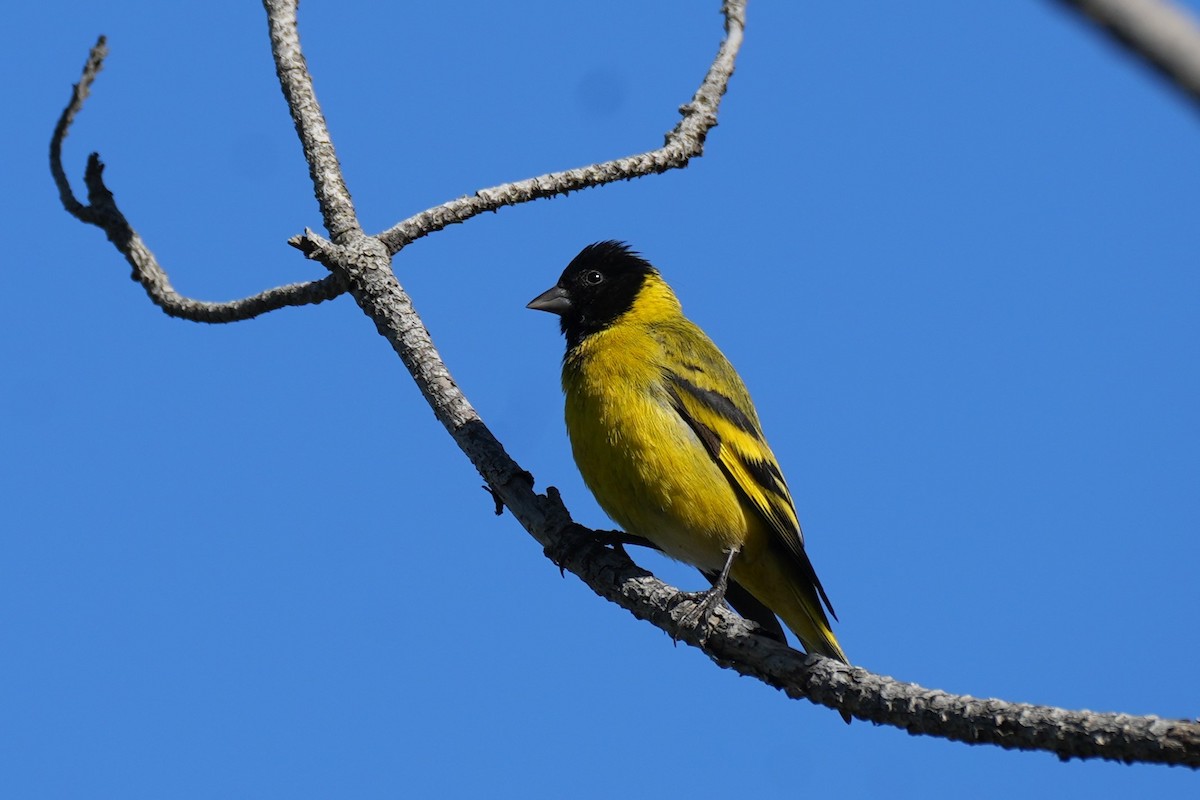 Hooded Siskin - ML646174982