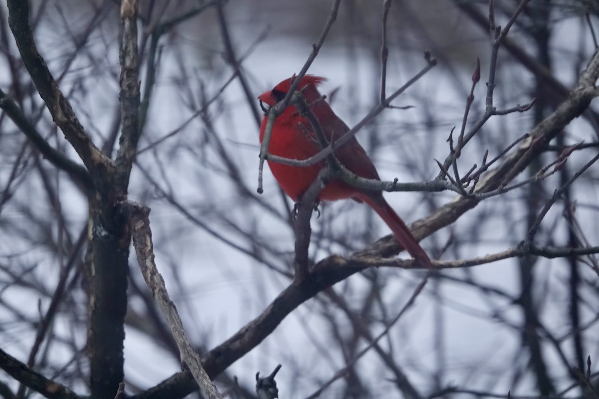 Northern Cardinal - ML646174983