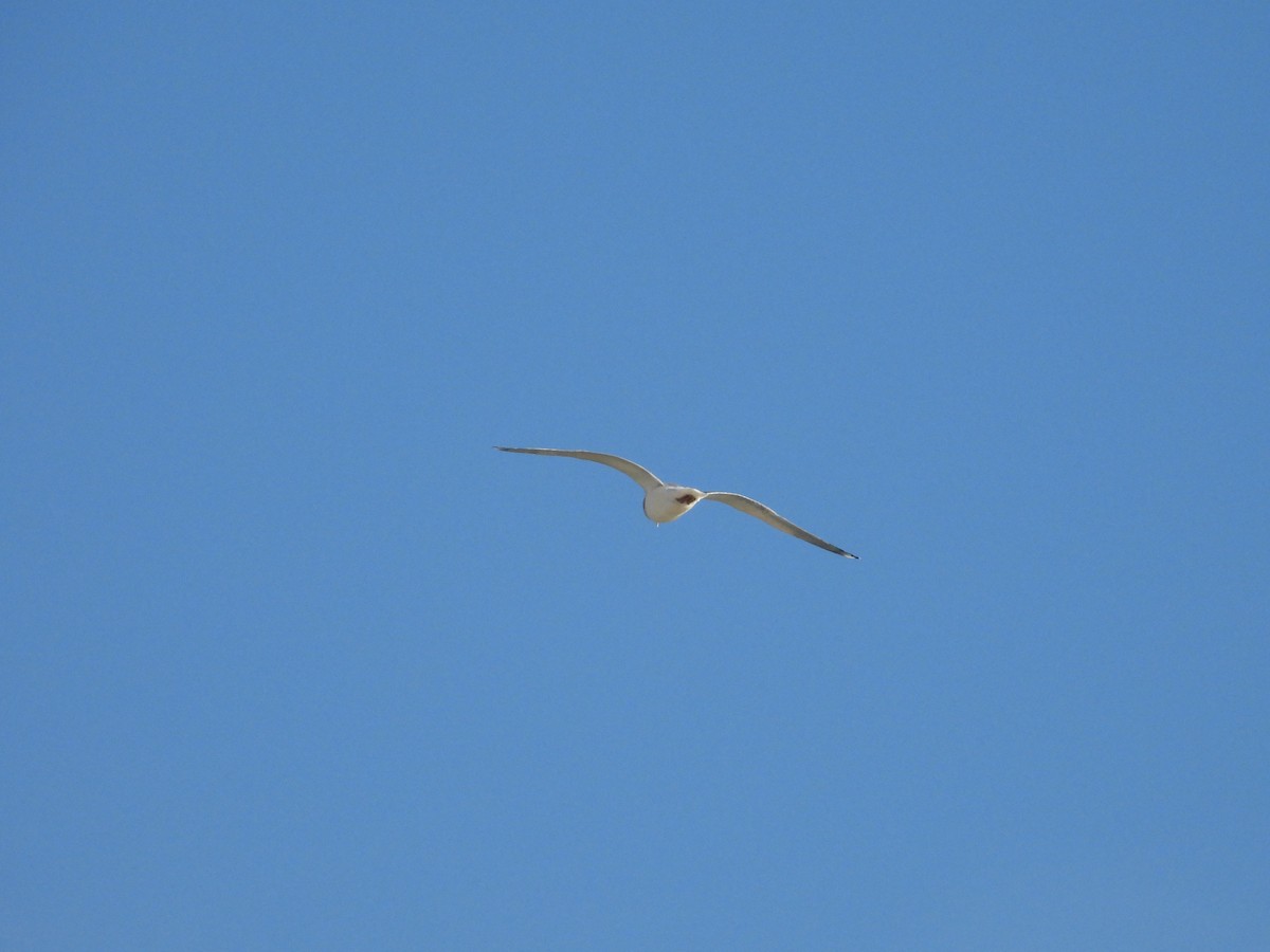 Laughing Gull - ML646174984