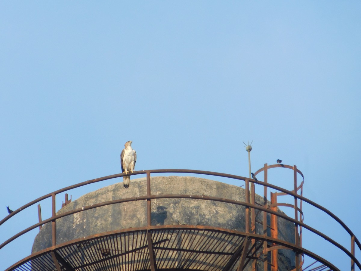 Aquila di Bonelli - ML646174989