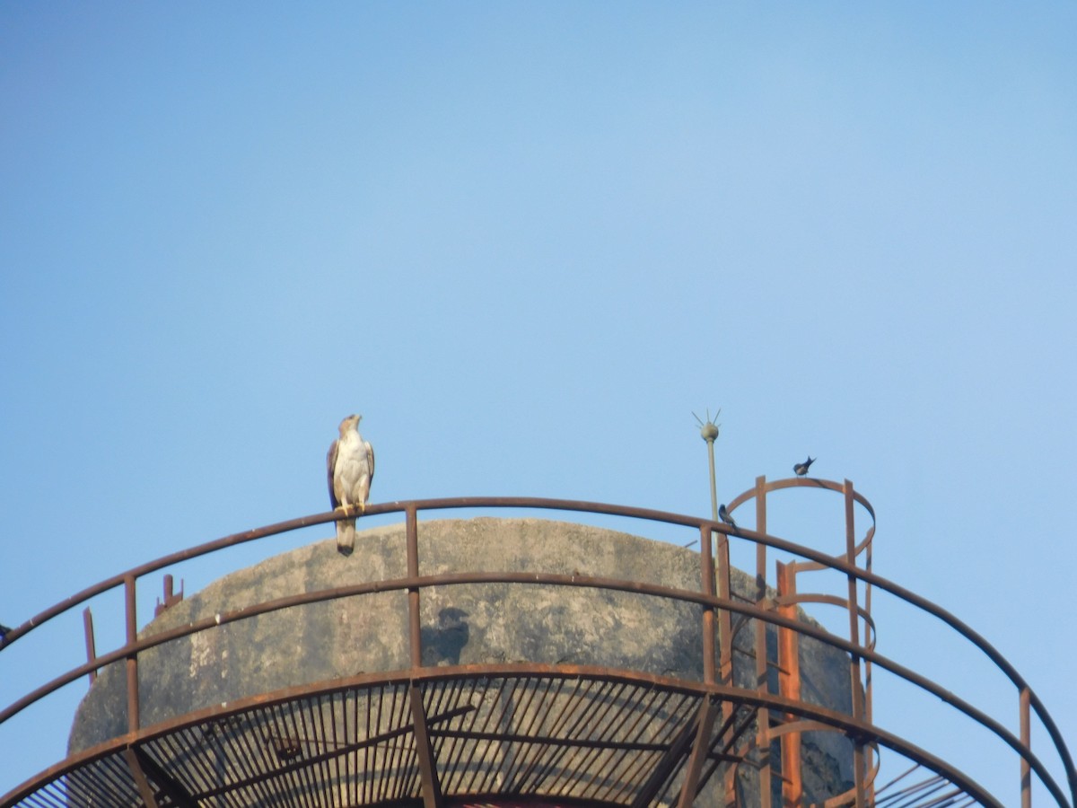 Aquila di Bonelli - ML646174990