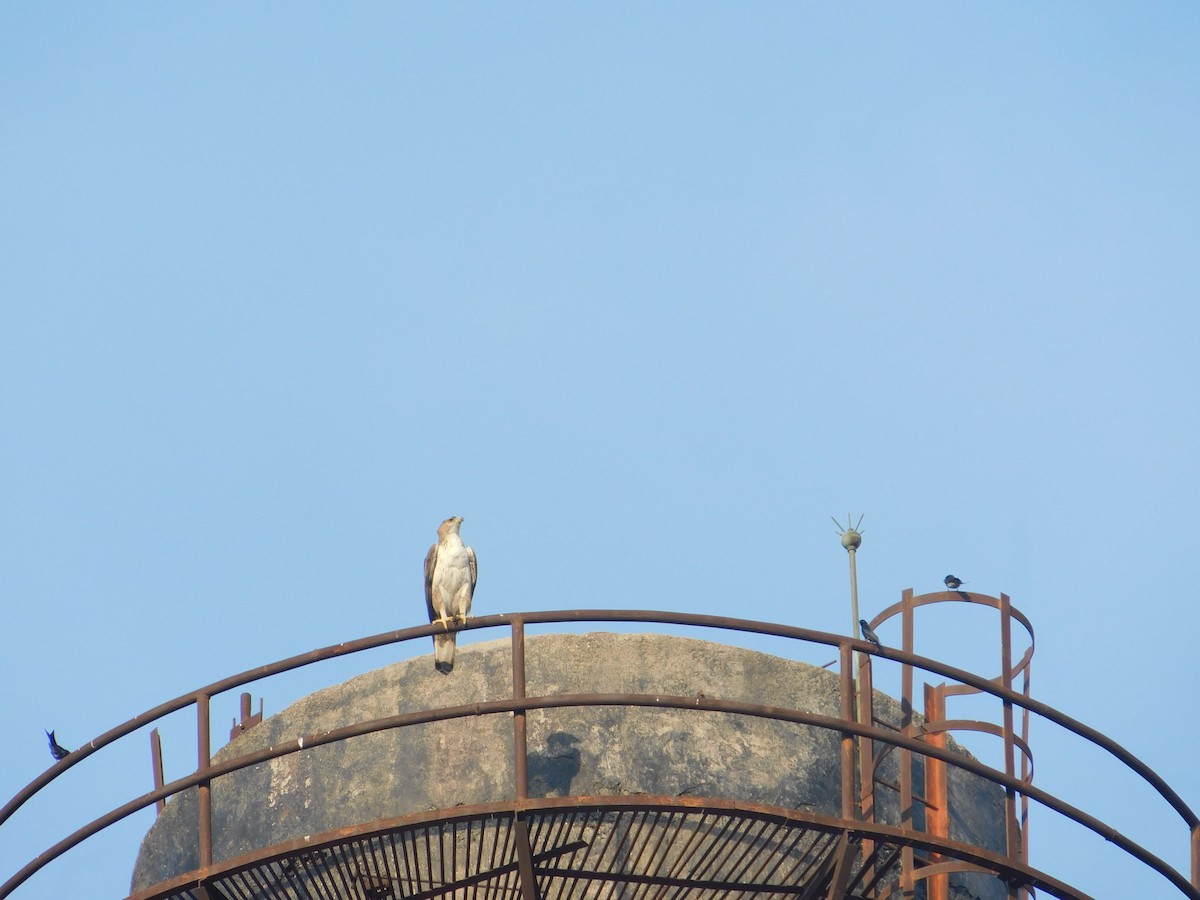 Aquila di Bonelli - ML646174991