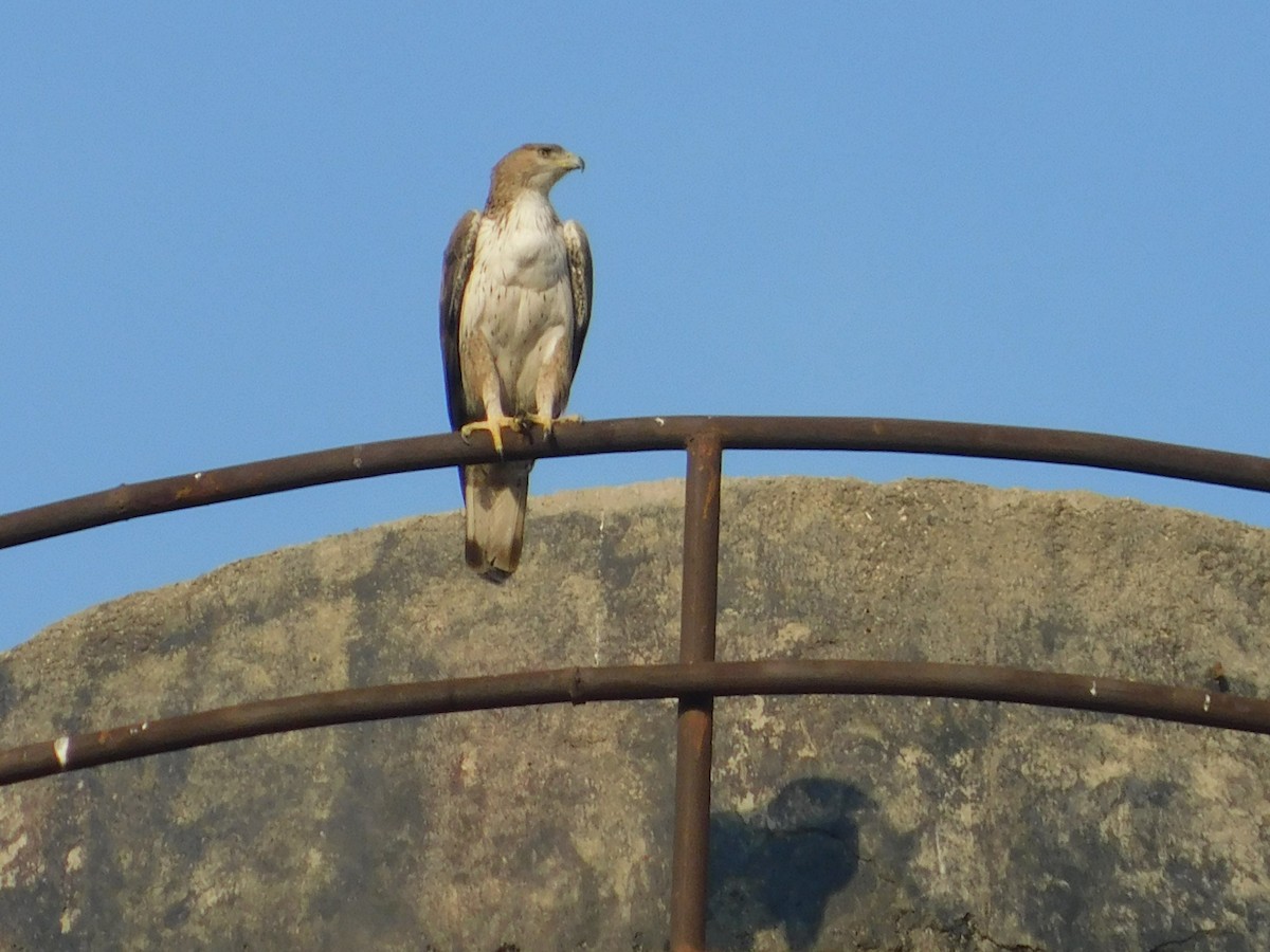 Aquila di Bonelli - ML646174992