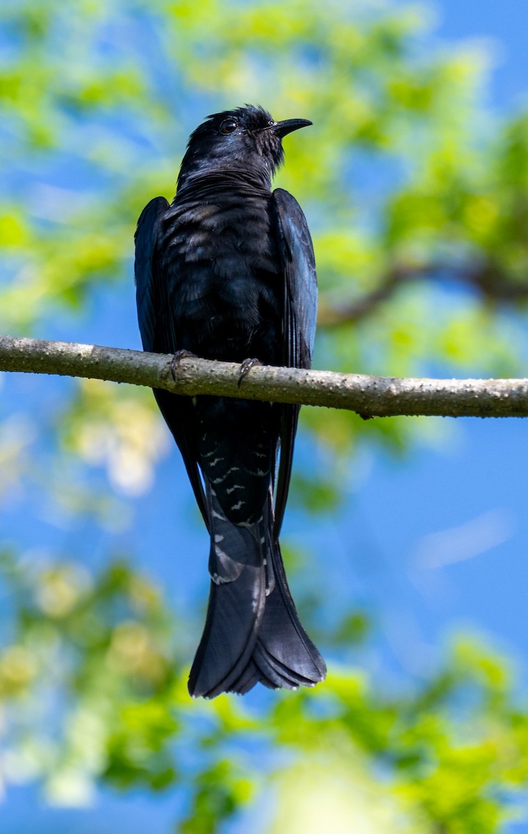 Зозуля-дронго азійська - ML646174997