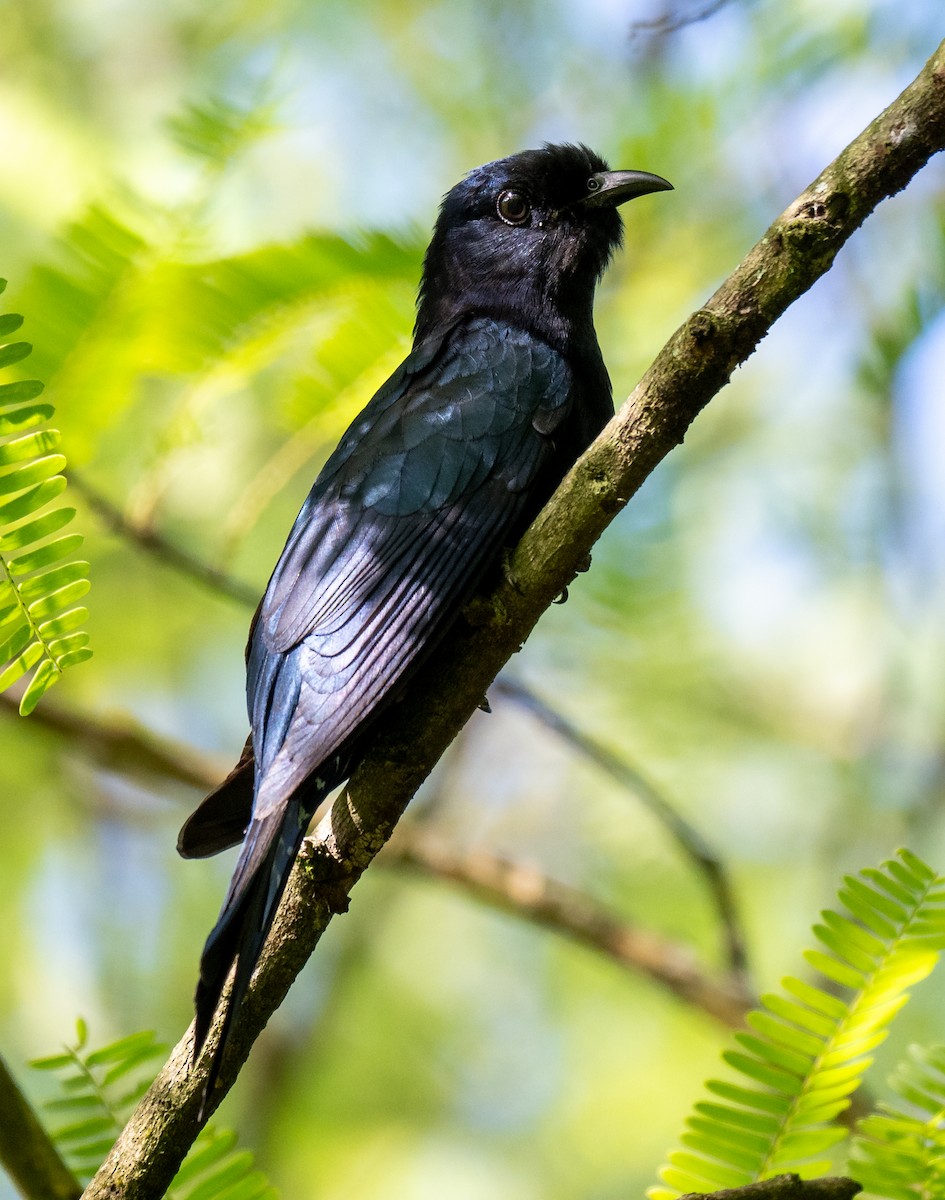 Зозуля-дронго азійська - ML646174998