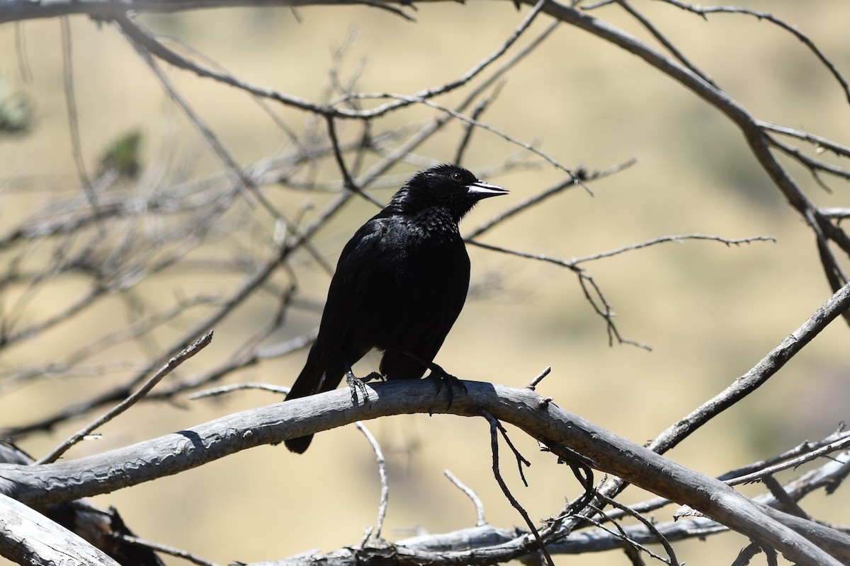 Щетинкопер великий - ML646174999