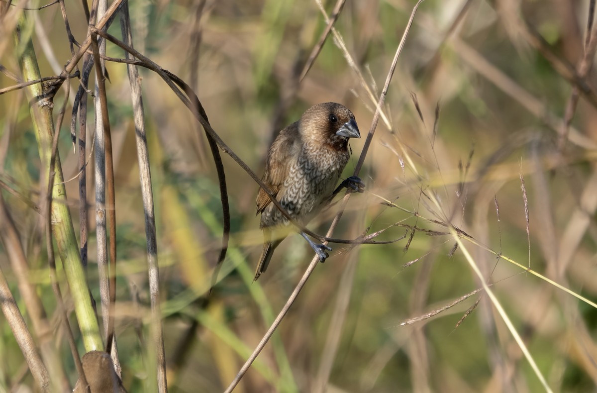 Мунія іржаста - ML646175000