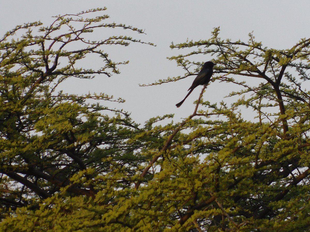 Дронго чорний - ML646175004