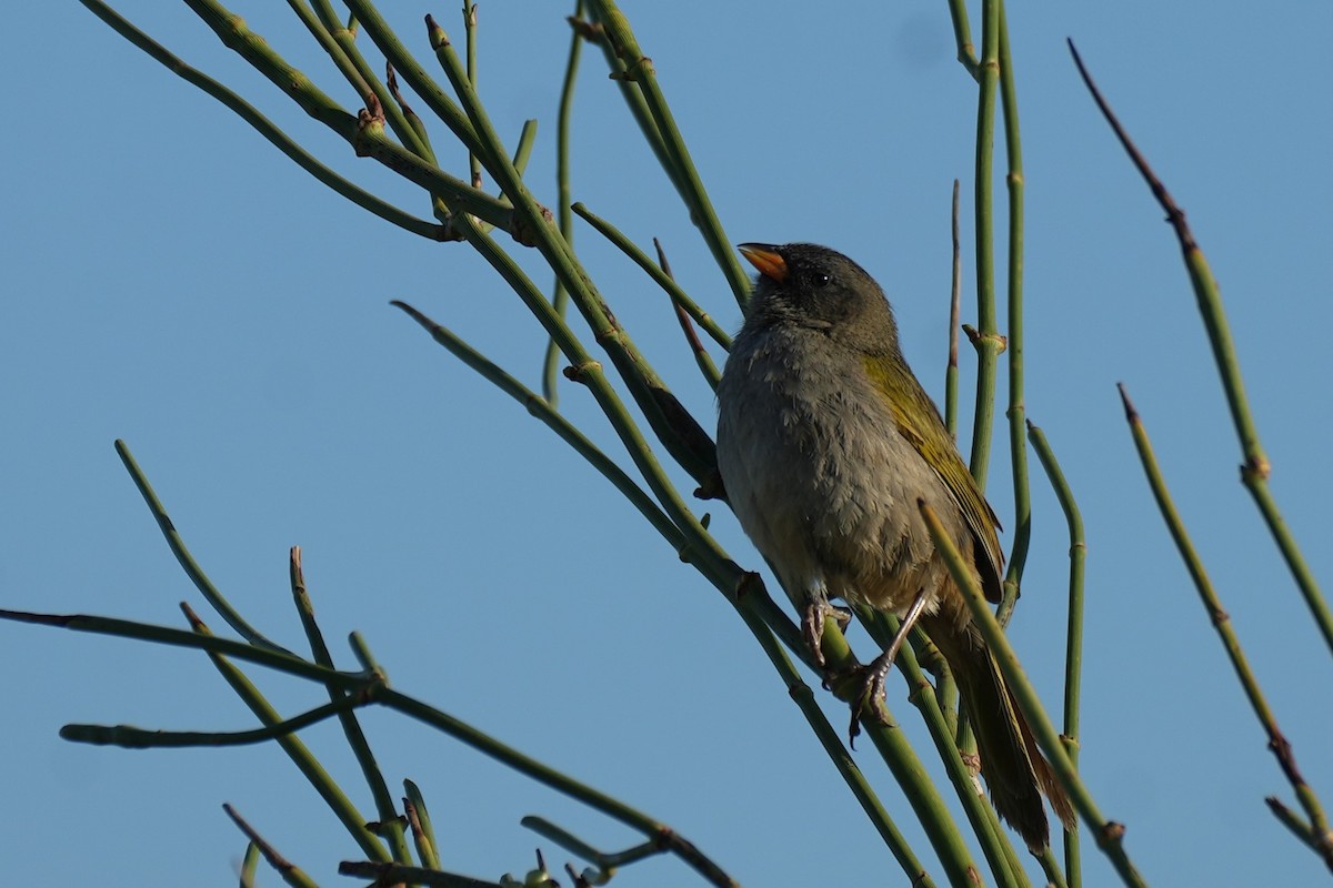 Пампасник великий - ML646175005