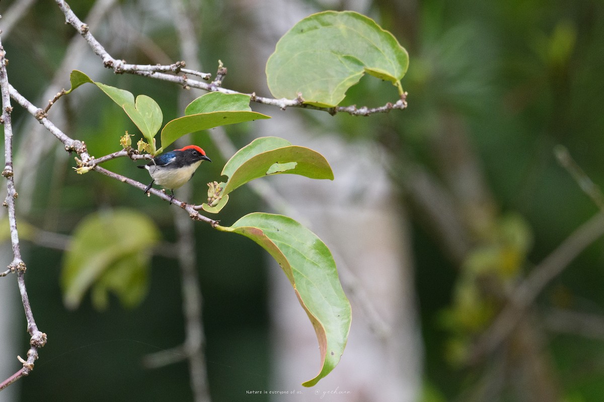Квіткоїд червоний - ML646175006