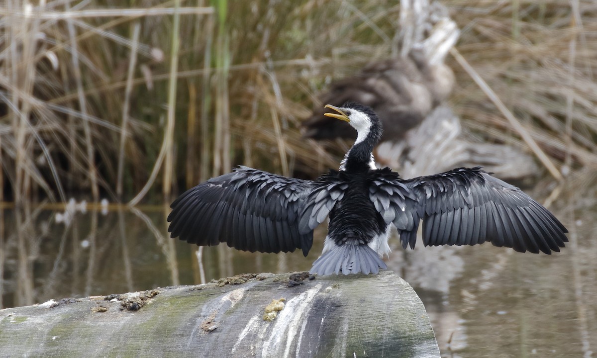 Баклан строкатий - ML646175010