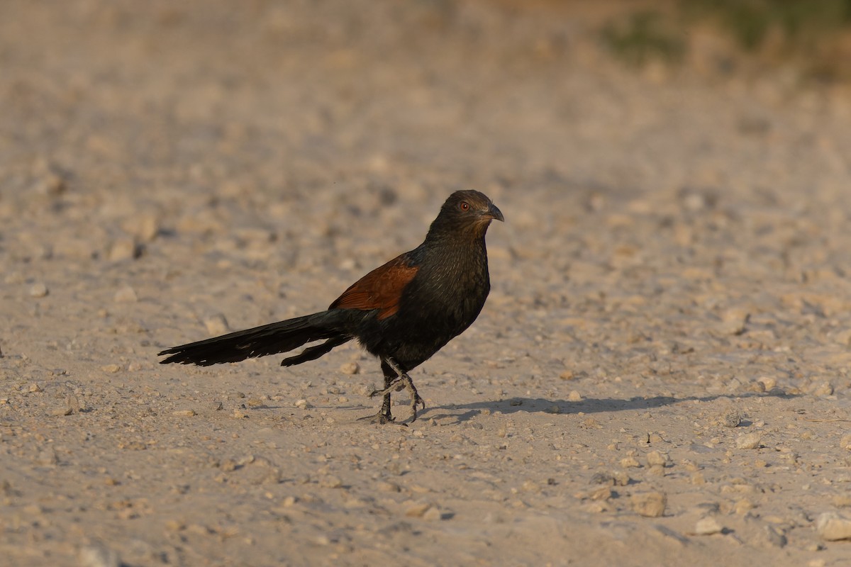 Коукал рудокрилий - ML646175011